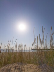 Vertical shot of grass on a sandy beach against a blue sky on a summer day