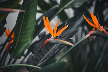 Bird of Paradise flower