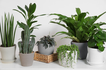 Green houseplants in pots on table near white wall