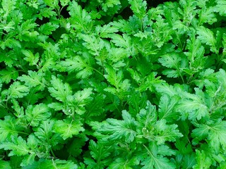 Green Leaves texture background wallpaper