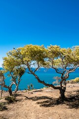Vertical shot of a green tree growing on the coast of Korbous, Tunisia
