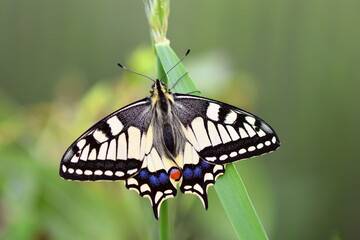 Fototapeta na wymiar Schwalbenschwanz - Papilio machaon