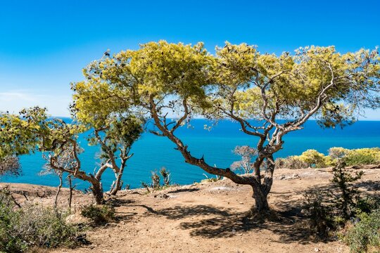 Vegetation growing on the coast of Korbous in Tunisia