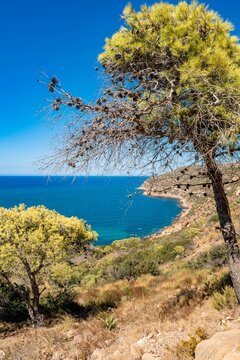 Vertical shot of green vegetation growing on the coast of Korbous in Tunisia