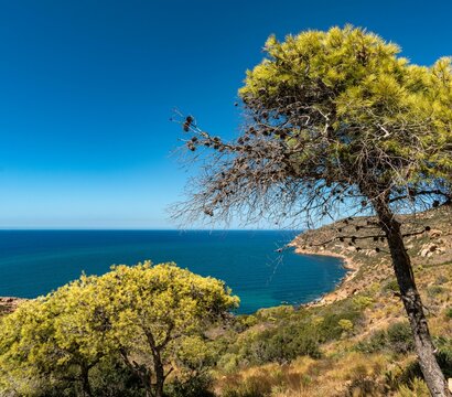 Vegetation growing on the coast of Korbous in Tunisia