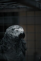Obraz premium Vertical shot of a grey parrot sitting in a cage and looking right