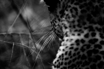Closeup greyscale of a Sri Lankan leopard silhouette turned back to the camera