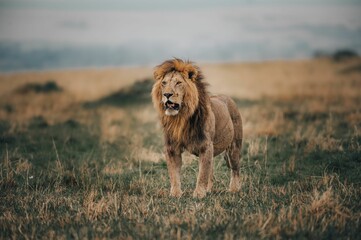 Lion roaring in a field with green and weathered grass