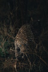 Vertical shot of a cheetah