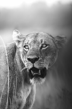 Vertical closeup grayscale of a lioness turned back with its mouth opened