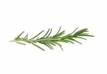 Sprig of fresh rosemary isolated on white