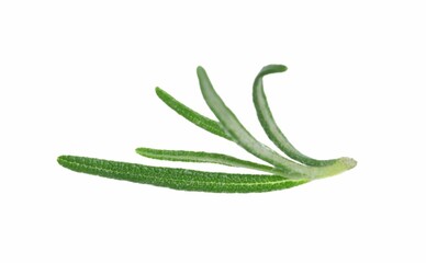 Aromatic fresh green rosemary isolated on white