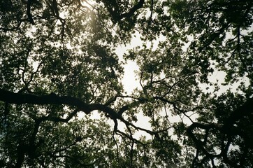 Low angle shot of a tree