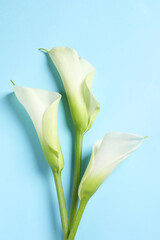 Obraz premium Beautiful calla lily flowers on light blue background, flat lay