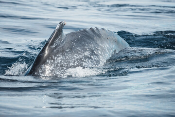 Naklejka premium Famous and happy whale in a whale watching touristic tour