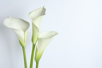 Beautiful calla lily flowers on white background. Space for text - obrazy, fototapety, plakaty
