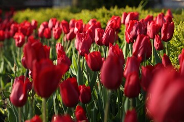 Beautiful red tulips growing outdoors on sunny day
