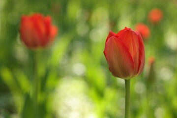 Beautiful bright tulips growing outdoors on sunny day, closeup. Space for text