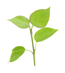 Fototapeta premium Fresh green lilac leaves on white background