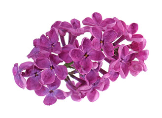 Fototapeta premium Beautiful fragrant lilac flowers on white background