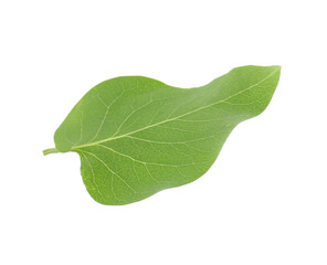Obraz premium One green lilac leaf isolated on white