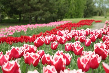 Beautiful red tulip flowers growing in field