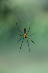 Colorful spider on web