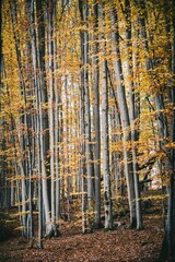 Vertical shot of trees in a forest covered with autumn leaves