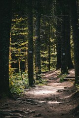 Vertical shot of a narrow path in a forest surrounded by trees