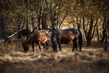 Brown horses grazing in a field with trees on their background - Powered by Adobe