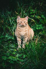 Naklejka na ściany i meble Vertical shot of a tabby cat (Felis catus) sitting on the grass staring at the camera