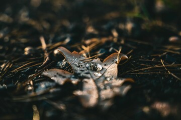 Closeup shot of a water drop on the fallen leaf in a forest on the blurred background