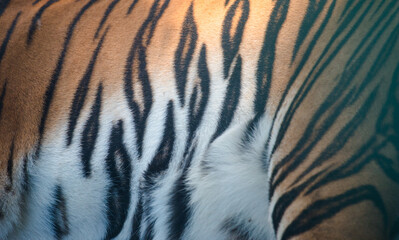 Fototapeta premium Tiger strip skin background