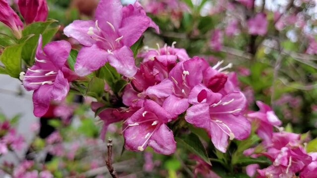 Pink wild flowers on the fild on the wind 