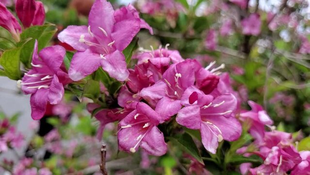 Pink wild flowers on the fild on the wind 