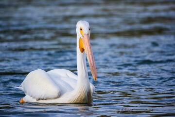 White pelican floating on a lale, closeup shot