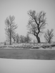 Gloomy black and white winter landscape with bare trees by the river on foggy day