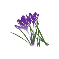 Naklejka premium purple spring crocus flowers