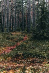 Vertical shot of green plants, bushes and long trees in Moody forest Nature preserve in Georgia