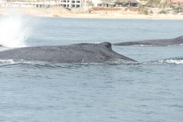 Fototapeta premium Famous and happy whales in a whale watching touristic tour