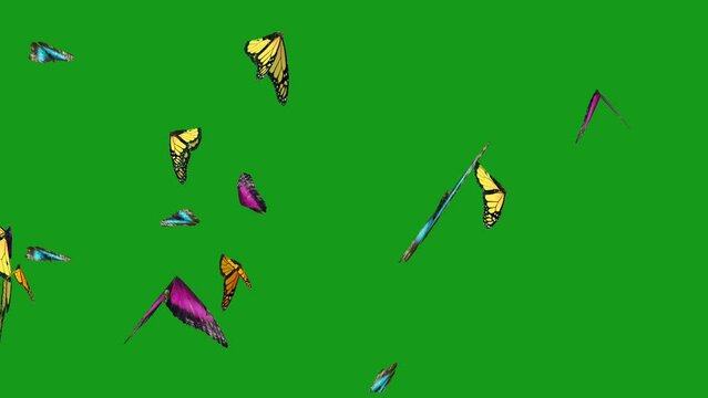 Animation of colorful butterflies flying on a background of a green screen