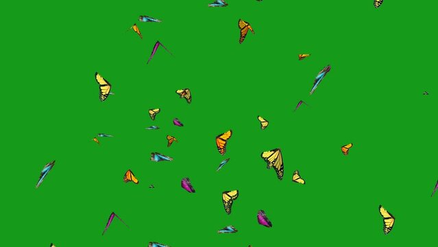 Animation of colorful butterflying flying on a background of a green screen