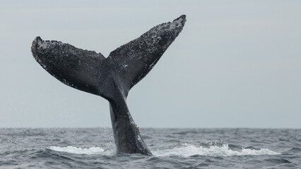 Naklejka premium Famous and happy whales in a whale watching touristic tour
