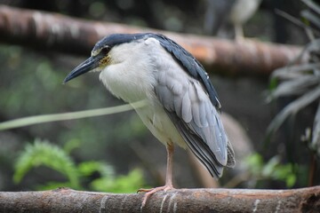 Black-crowned night heron perched on a tree trunk