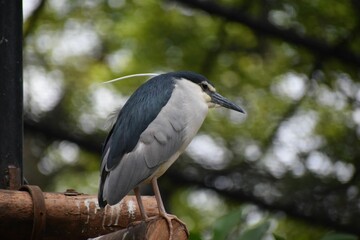 Closeup of black-crowned night heron perched on a tree