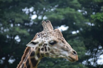 Profile shot of cute giraffe in its natural habitat
