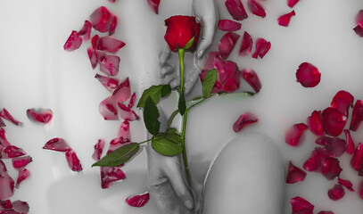 Woman hands holding red rose in bathtub with milk.