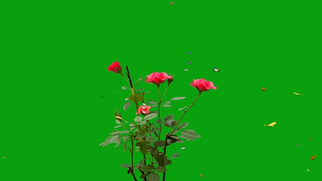 Colorful Butterflies flying around pink roses on green chroma background