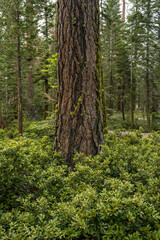 Thick Forest in Yosemite with Pines and White Thorn Bushes