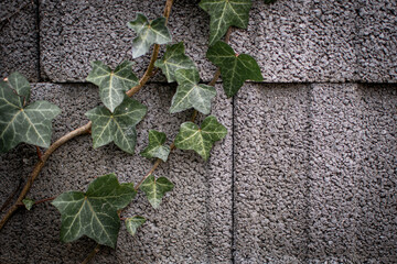 Stillleben, Efeu rankt an Steinen herunter